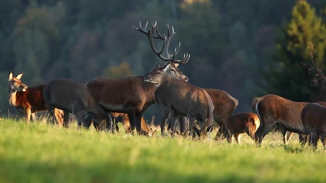 red deer, cervus elaphus, rutting