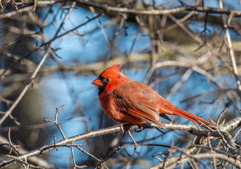 Cardinal in Tree