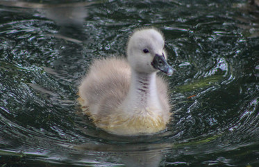 cygnet 1