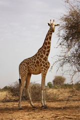 giraffe