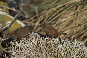 Pair of Cobb's Wren (Troglodytes cobbi) on the coast of Sea Lion Island in the Falkland Islands. One feeding the other a fly during courtship ritual.