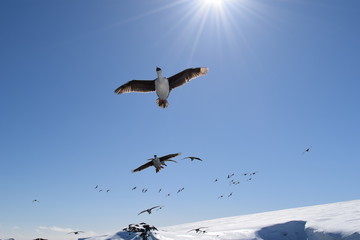 antartica