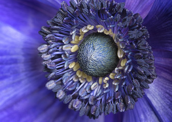 Purple Anemone Macro