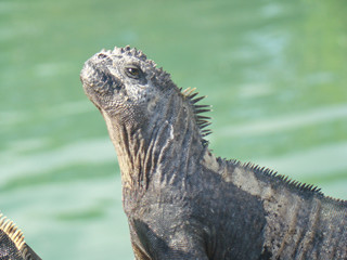 Iguana terrestre en Galápagos