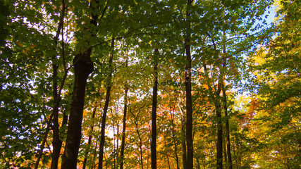 A lot of green and yellow leaves from the middle of the forest during a bright and beautiful day of early Autumn. Province of Quebec, Canada.