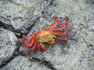 Cangrejo sobre piedras en Galápagos