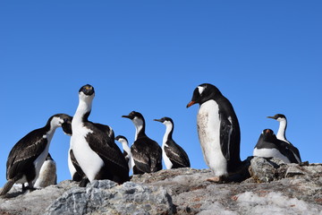 Obraz premium antartica