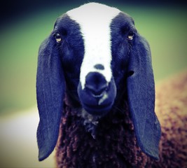 Fototapeta premium big black head of a sheep with long ears