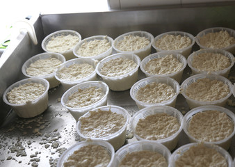 forms of ricotta cheese in the family-run dairy in a mountain