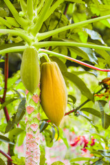 fresh papaya on plant