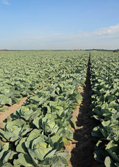 Fototapeta premium ripe lots of green cabbages in a very fertile field with sandy s
