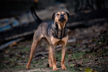 Dog ready to attack