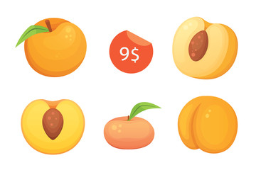 Collection of isolated cut and whole vector peaches. Vector apricot illustration in curtoon style