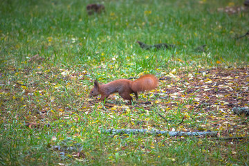 Curious red squirrel at grass