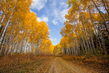 Obraz premium A narrow trail through a forest of autumn colored poplar trees under cloudy sky in an afternoon countryside landscape