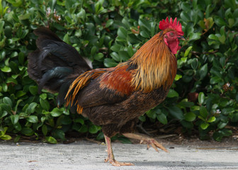 rooster