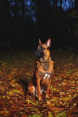Belgian Shepherd dog Malinois sitting outdoors on fallen autumn leaves in the dark