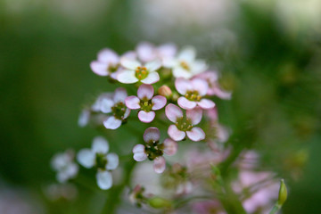 Sweet Alyssum flower