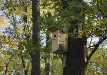 on the tree bird feeder