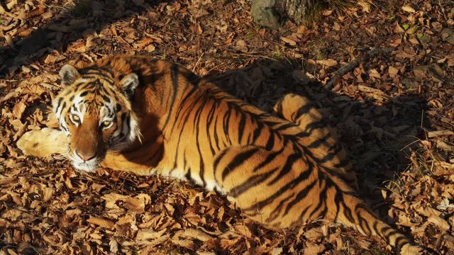 Beautiful amur or ussuri tiger is lying on dried leaves and looking at someone.