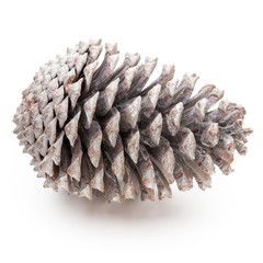 Christmas pine cone on white background.