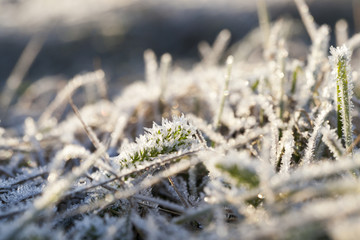 green grass in the frost