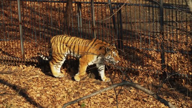 Beautiful and strong amur or ussuri tiger is walking in a forest