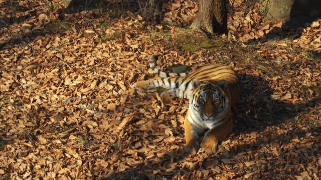 Beautiful amur tiger is lying on dried leaves and staring at someone.