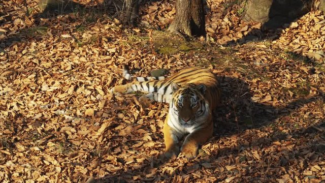 Beautiful and strong amur or ussuri tiger is lying under a tree