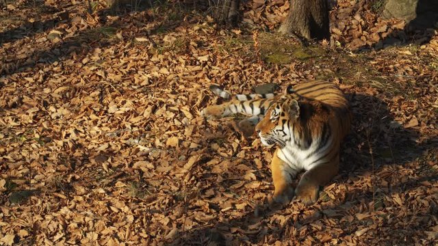 Beautiful and strong amur or ussuri tiger is lying under a tree in a forest