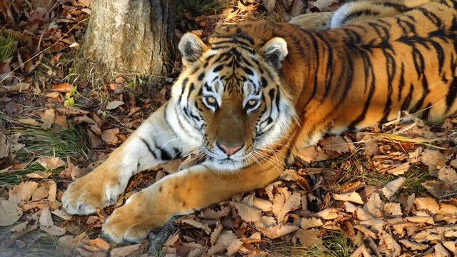 Beautiful amur tiger is lying on dried leaves and staring at someone. 