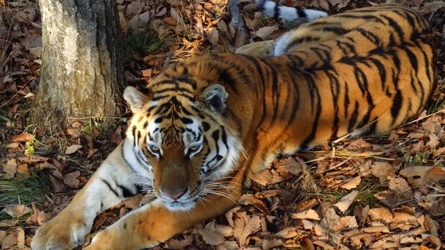 Beautiful and strong amur or ussuri tiger is lying under a tree in a forest