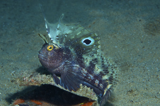 a small fish comes out on the rock