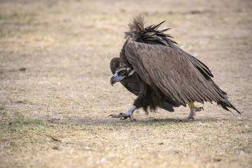 Black vulture
