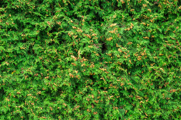 texture green bush on the whole frame