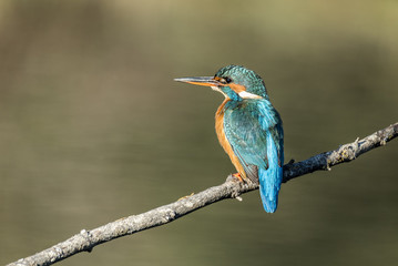 Common kingfisher