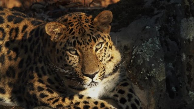 Great close portrait of beautiful rare amur leopard