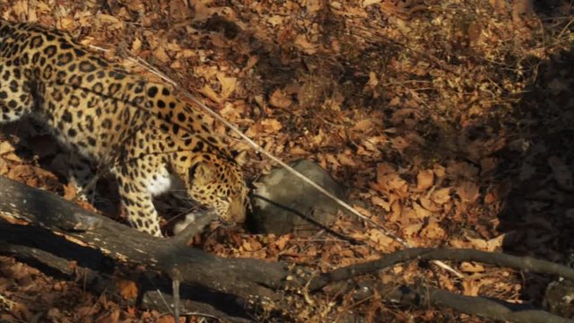 Beautiful rare amur leopard is walking in a forest