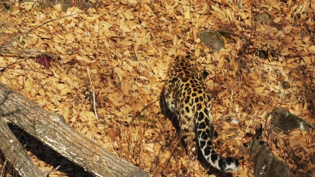Beautiful rare amur leopard is looking for something in leaves