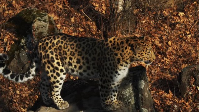 Slow motion of jumping graceful rare amur leopard