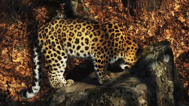 Graceful rare amur leopard