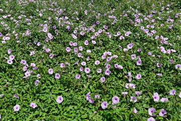 Fleurs en entonnoir et feuilles en forme de coeur, l'Ipomea purpurea ou Volubilis en Guyane française