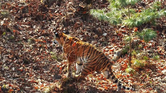 Strong beautiful female amur or ussuri tiger is hunting in autumn forest