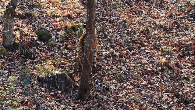 Strong beautiful female amur or ussuri tiger is hunting in autumn forest