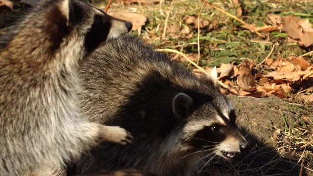 Slow motion: cute North American racoons take nuts from zookeeper