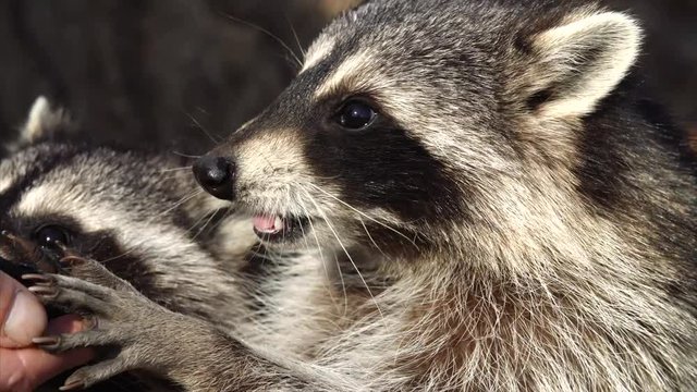 Close portrait of Cute North American racoons taking nuts from zookeeper