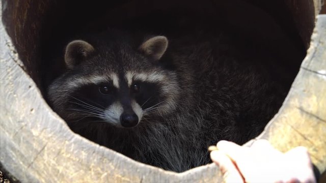 Close portrait of cute North American racoon