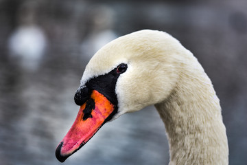 Portrait of a swan's head