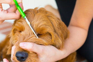 grooming a golden doodle puppy