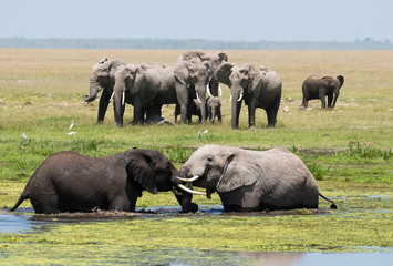 African Elephants